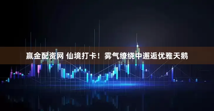 赢金配资网 仙境打卡！雾气缭绕中邂逅优雅天鹅